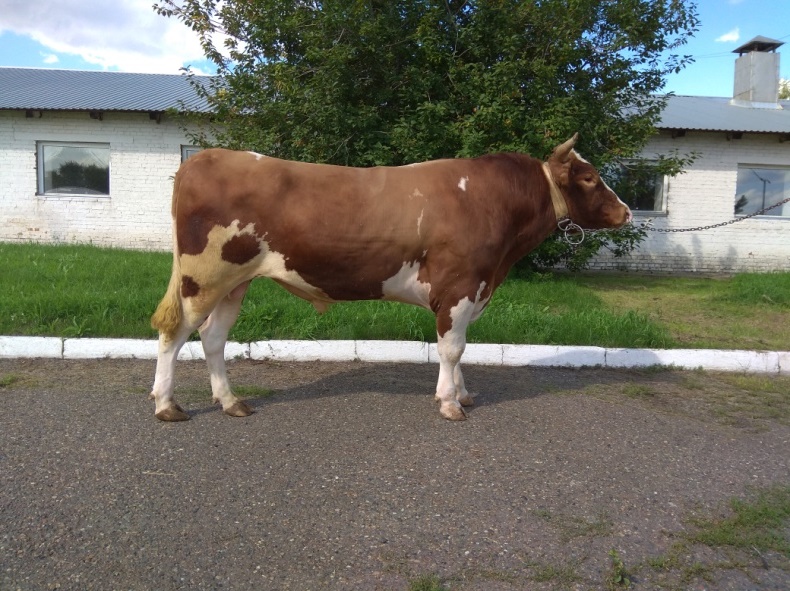 ТУРБО 28731 КСКП-202